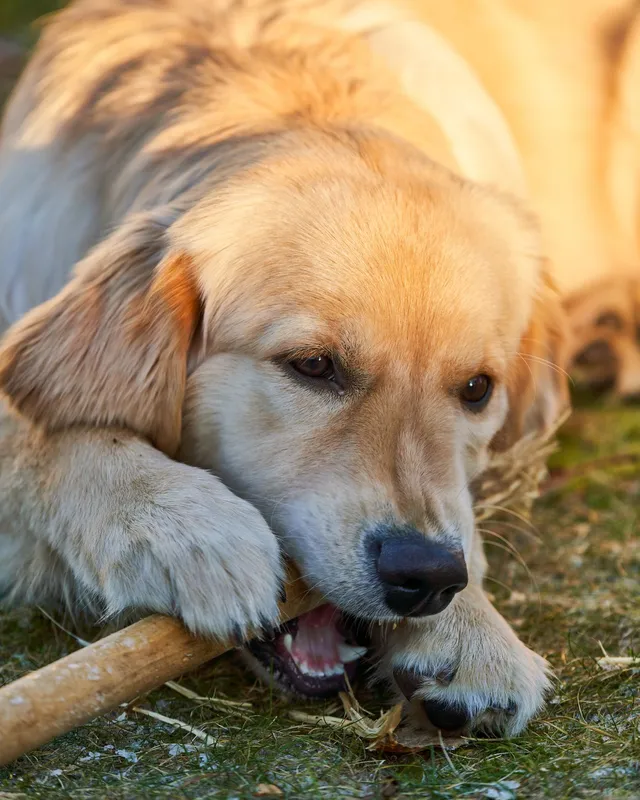 Interactive Chew & Treat Toy